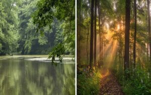 Barnawapara Wildlife Sanctuary photos 